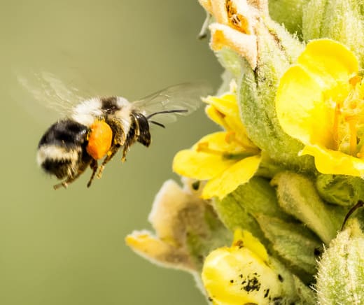 Entre fleurs et pollinisateurs