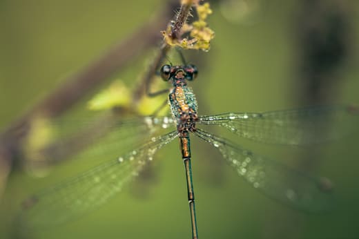 Balade naturaliste : la danse des libellules